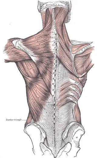 Muscles of the back (Gray's Anatomy, fig. 409) by Henry Vandyke Carter for Henry Gray