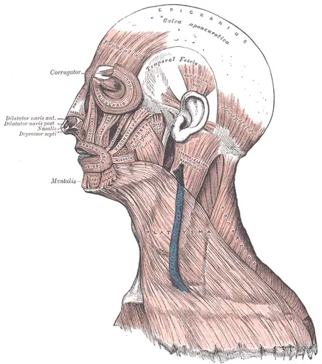 Muscles of the head, face and neck (Gray's Anatomy, fig. 378) by Henry Vandyke Carter for Henry Gray