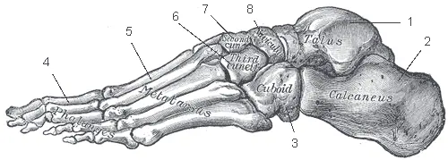 Bones of the foot, outer side (Gray's Anatomy) by Henry Vandyke Carter for Henry Gray