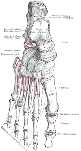 Bones of the left foot, top view (Gray's Anatomy, fig. 268) by Henry Vandyke Carter for Henry Gray