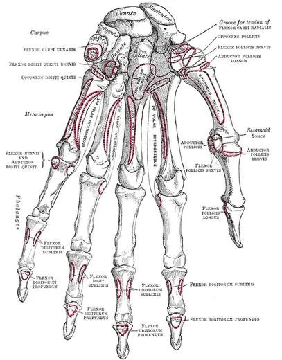 Bones of the left hand, palm view (Gray's Anatomy, fig. 219) by Henry Vandyke Carter for Henry Gray