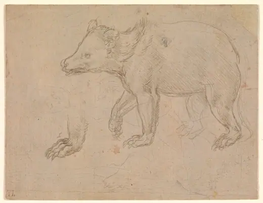 A Bear Walking by Leonardo da Vinci