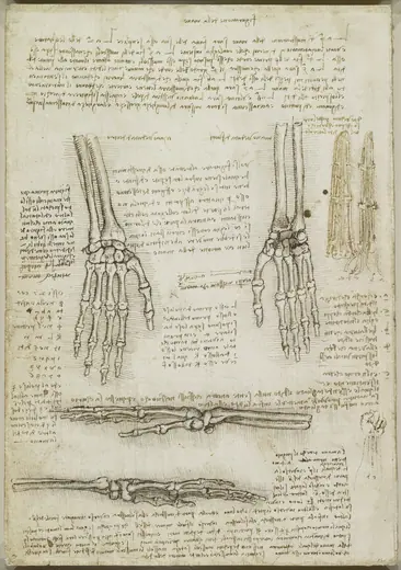 The bones of the hand by Leonardo da Vinci