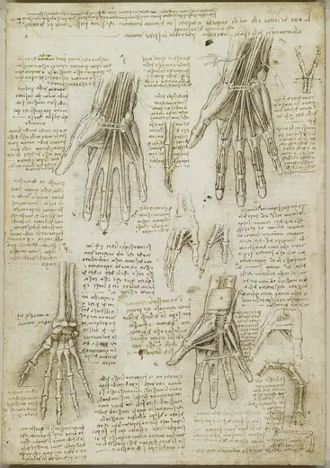The bones, muscles and tendons of the hand by Leonardo da Vinci