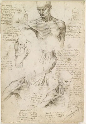 Superficial anatomy of the shoulder and neck by Leonardo da Vinci