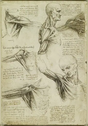 The muscles of the shoulder by Leonardo da Vinci