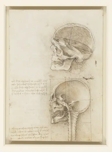 The skull sectioned by Leonardo da Vinci