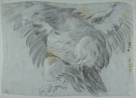 An Eagle with Wings Spread by Giovanni Battista Tiepolo