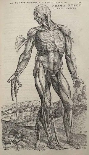 Muscle plate (De humani corporis fabrica) by Andreas Vesalius