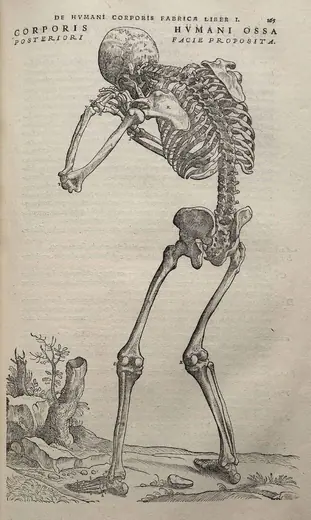 Skeleton, back view (De humani corporis fabrica) by Andreas Vesalius