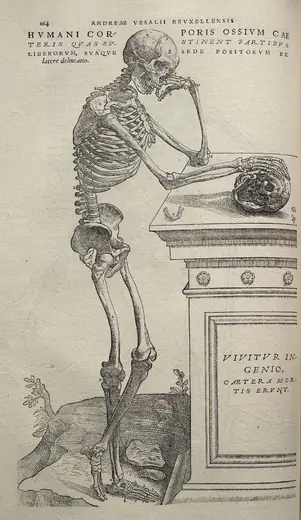 Skeleton, side view (De humani corporis fabrica) by Andreas Vesalius